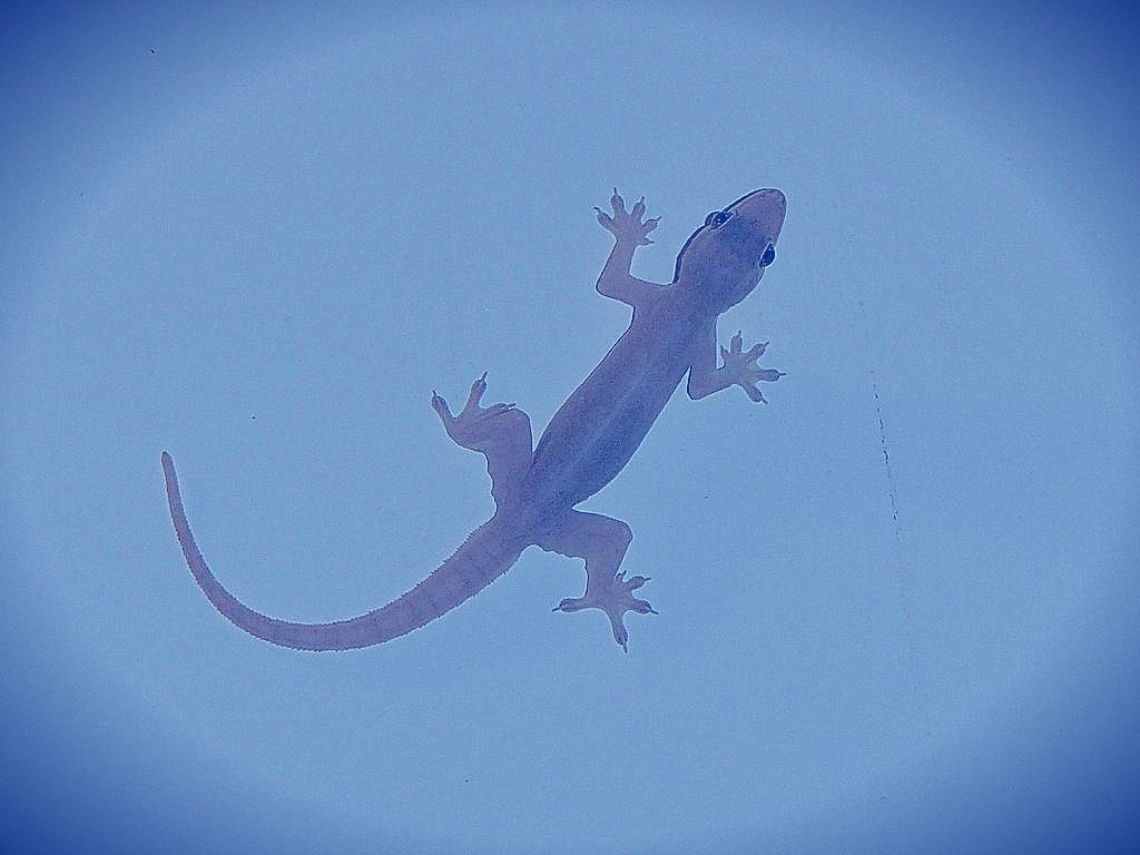 gecko